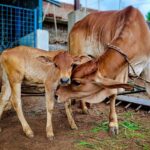 gau mata